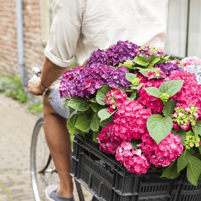 Letzten Tag 70 % RABATT auf künstliche Hortensienblumen für den Außenbereich💐