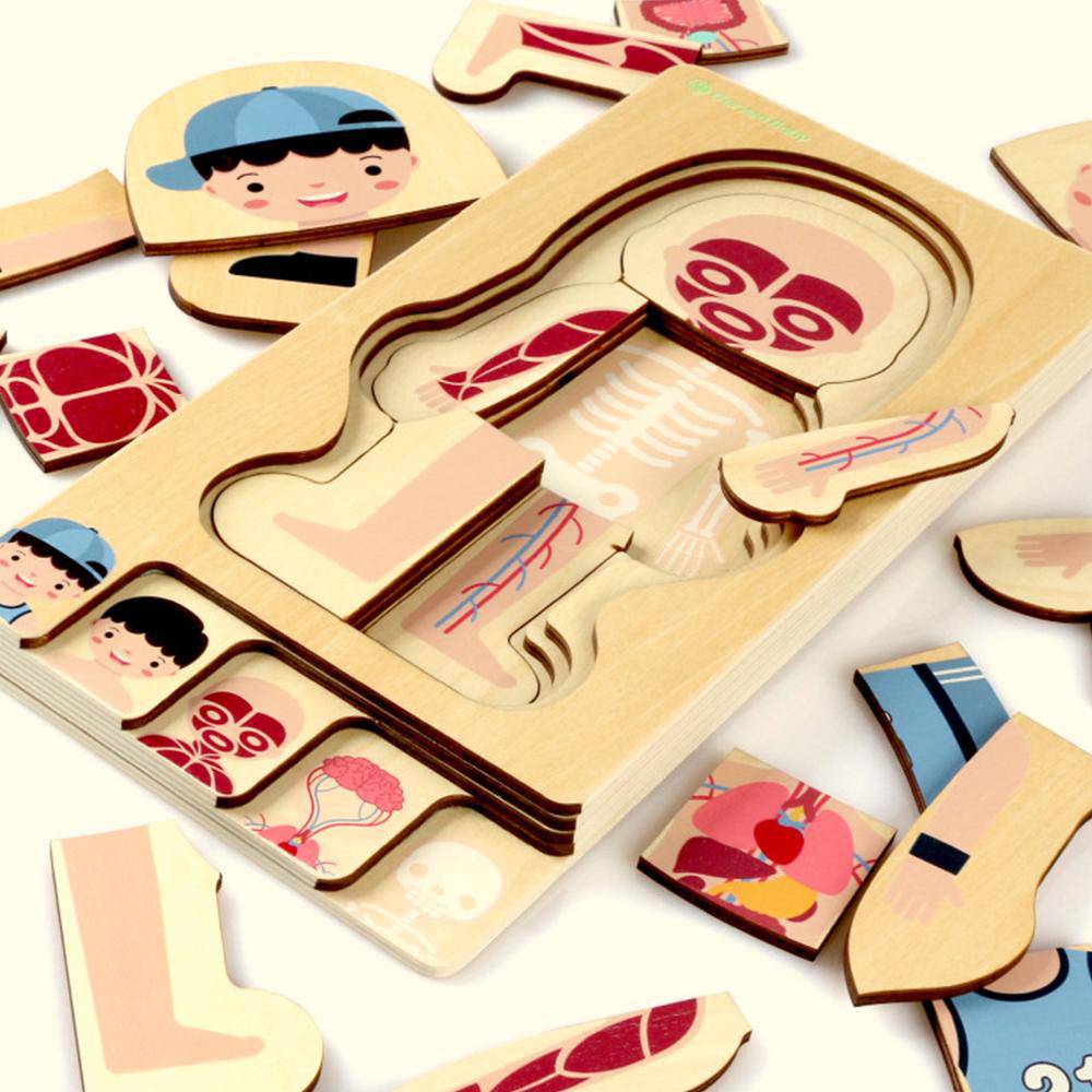 Wooden Human Body Structures Puzzles